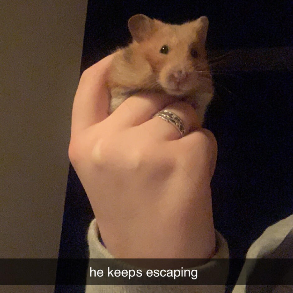 this is my hamster mr norman